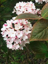 Close-up of pink flowers blooming on tree