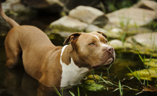 Close-up of dog standing in pond