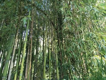 Low angle view of bamboo trees in forest