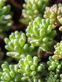 Close-up of succulent plant