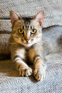 Portrait of cat relaxing on seat