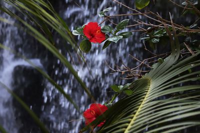 Close-up of red flowering plant