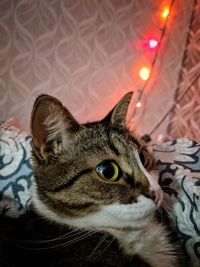 Close-up of a cat looking away