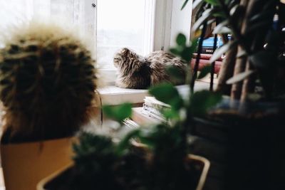 Rear view of woman and cat at home