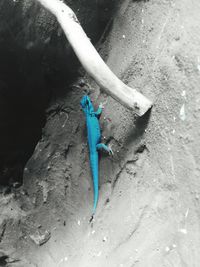 High angle view of lizard