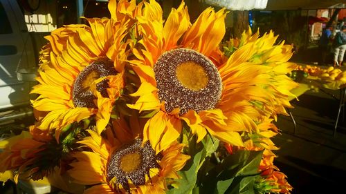 Close-up of sunflowers