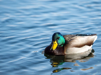 Duck swimming in lake