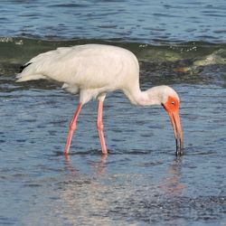 Close-up of duck in lake