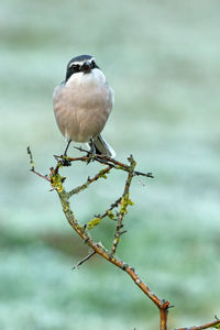 Close-up of bird perching on twig