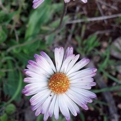 Close-up of pink flower