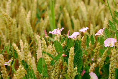 Close-up of pink flowering plants on land