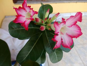 Close-up of pink flowers