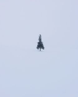 View of snow covered tree in forest
