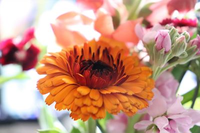 Close-up of yellow flowering plant