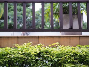Close-up of plants against window