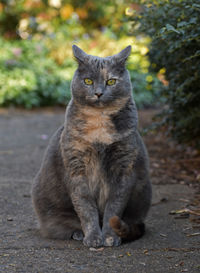 Portrait of cat sitting outdoors