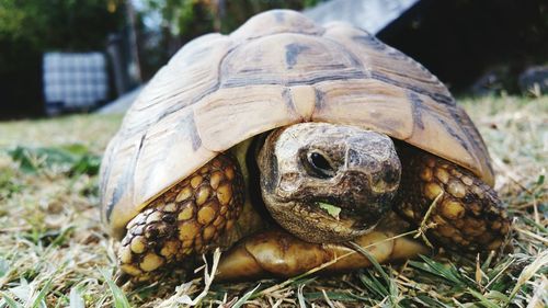 Close-up of tortoise on grass