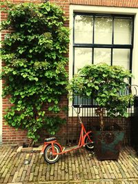 Bicycle against ivy window
