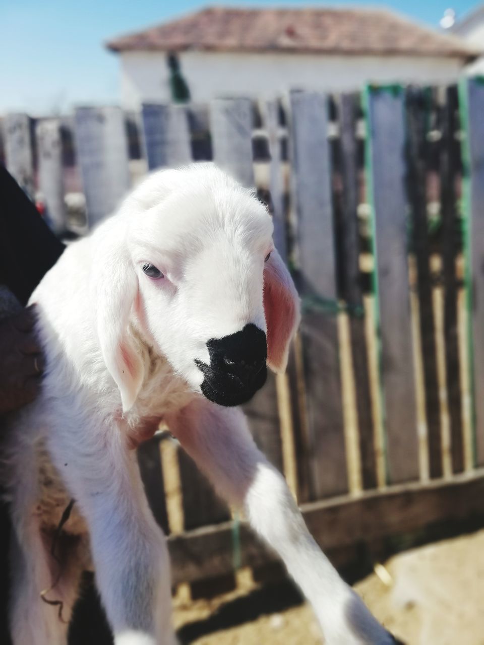 CLOSE-UP OF WHITE DOG