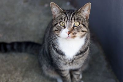 Close-up portrait of cat sitting