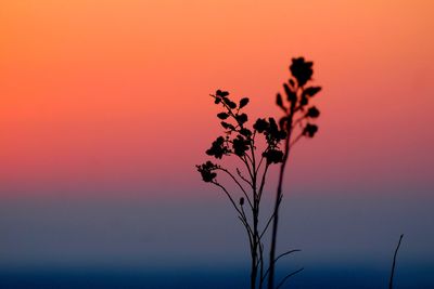 Close-up of silhouette plant against orange sky