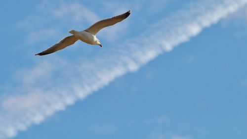 Low angle view of seagull flying against sky