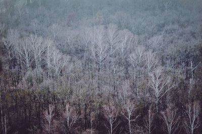 View of trees on field in forest