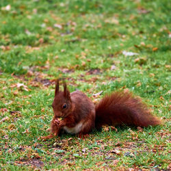 Squirrel, scientific sciurus vulgaris, sitting on a lawn and holding an acorn.