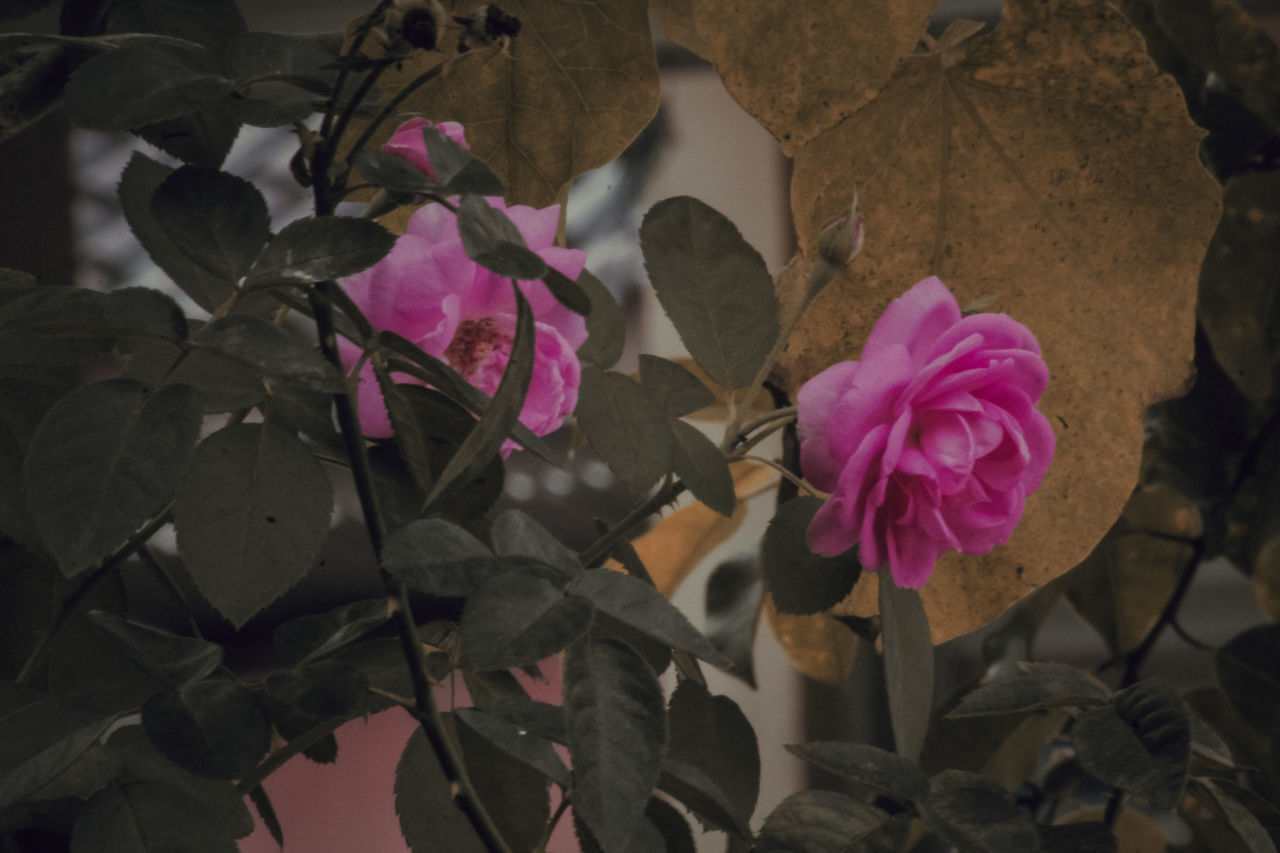 CLOSE-UP OF PINK ROSES ON PLANT