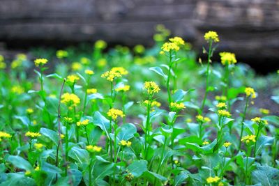 Close-up of yellow flowering plant on field