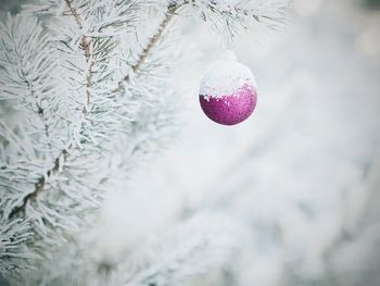 Close-up of christmas tree in snow