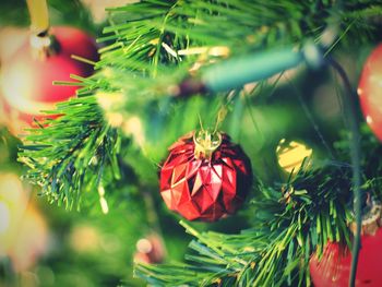 Close-up of christmas tree