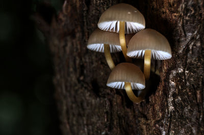 Close-up of mushroom growing on tree trunk