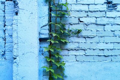 Close-up of ivy on wall