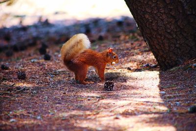 Squirrel on tree trunk