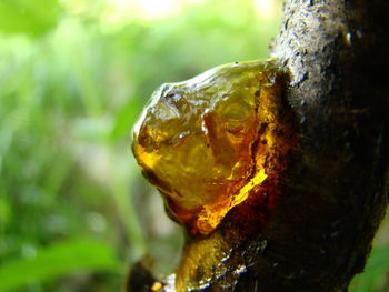 Close-up of mushroom growing on tree trunk