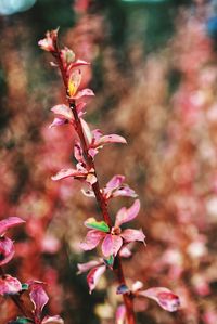 Close-up of flowers growing on tree