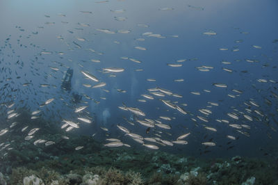 Fish swimming in sea