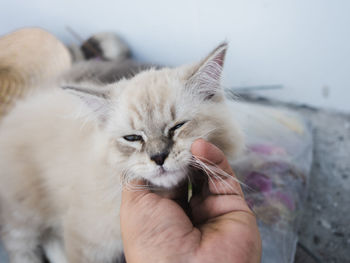 Close-up of hand holding cat