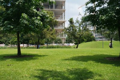 Trees in park