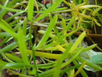 Full frame shot of fresh green plants