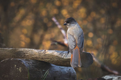 Close-up of bird perching on log