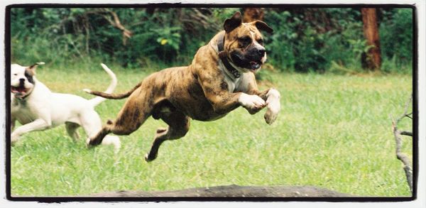 Dogs running in grass