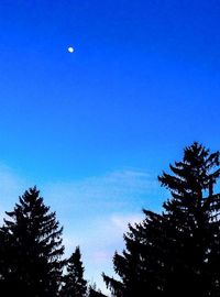 Low angle view of tree against blue sky