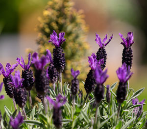 Close-up of purple flowering plants on field