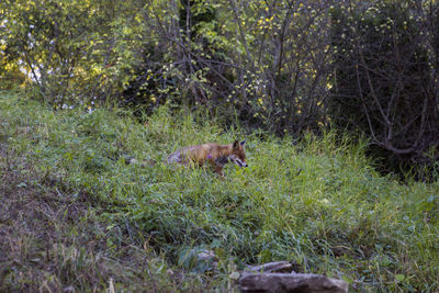 View of animals in forest