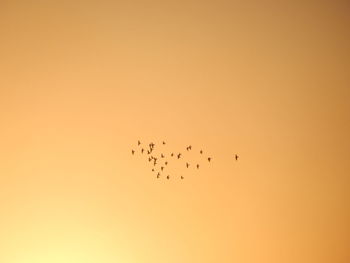 Birds flying in sky during sunset