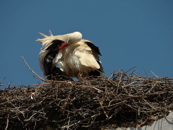 Preening and plucking time