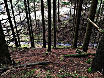 Trees in forest