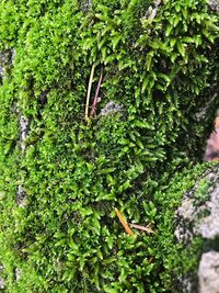 Close-up of moss growing on tree trunk